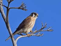 Kestrel.jpg