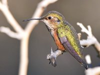 Hummer3.jpg