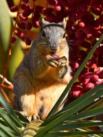 Squirrel4.jpg