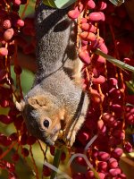 Squirrel3.jpg