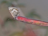 Skipper3.jpg