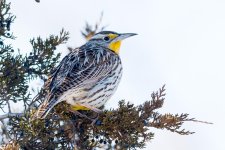 MeadowLark-10.jpg