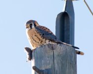 Kestrel-151.jpg