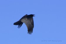 2-9-16-cr__D7K1207.jpg