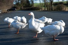Geese-2.jpg