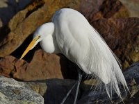 Egret7.jpg