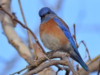 Bluebird.jpg