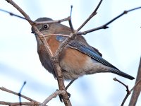 Bluebird4.jpg
