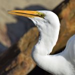 Egret6.jpg