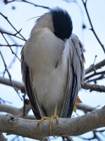 BlackHeron.jpg
