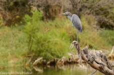 DSC_9260.jpg