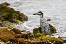 DSC_9351.jpg