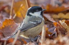 DSC_4608.jpg