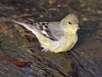 Finch2.jpg