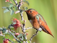 Hummer_2016_02_11.jpg