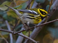 TownsendWarbler2.jpg