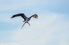 DSC_9586.jpg