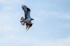 DSC_9589.jpg