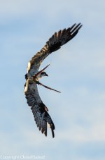 DSC_9591.jpg