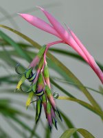 Belbergia2.jpg