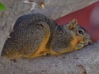 Squirrel.jpg
