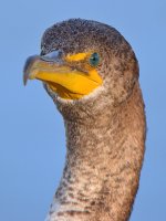Cormorant.jpg