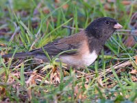 Junco5.jpg