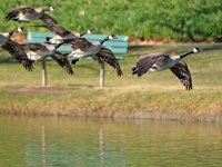 Geese.jpg