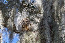 Circle B Bar Reserve-1962.jpg