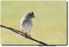 2-12-16-cr__D7K1244.jpg