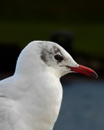 DSCN0784.jpg