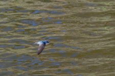 Circle B Bar Reserve-1460.jpg