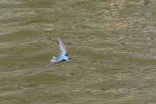 Circle B Bar Reserve-1461.jpg