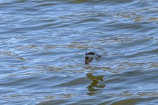 Circle B Bar Reserve-1473.jpg