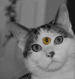 3 Eyed Cat.jpg