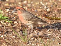 Finch2.jpg