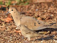 Dove3.jpg