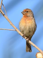 Finch6.jpg