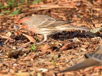 Finch7.jpg