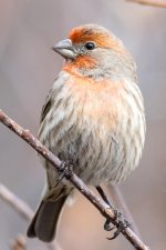 HouseFinch-160.jpg