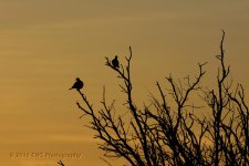 2-13-16-cr__D7K1283.jpg
