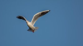 DSC_9054-Edit.jpg