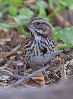 Sparrow3.jpg