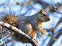 Squirrel.jpg