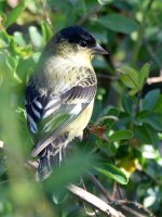 Finch3.jpg