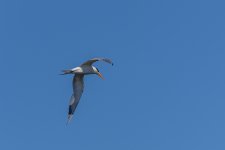 Circle B Bar Reserve-1808.jpg