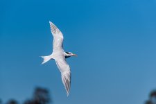 Circle B Bar Reserve-1817.jpg