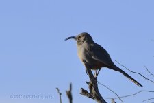 2-14-16-cr__D7K1311.jpg