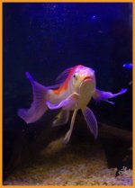 DSC_5816 -1.jpg