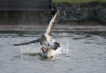 DSC_5964.jpg
